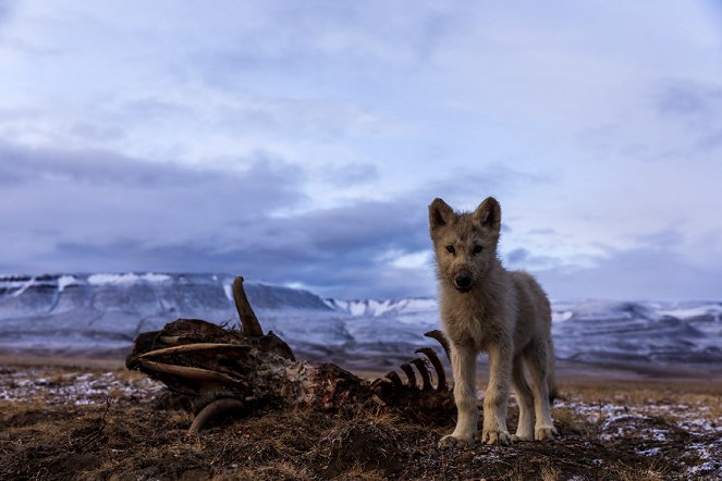 A fehér farkas birodalma - Filmfotók