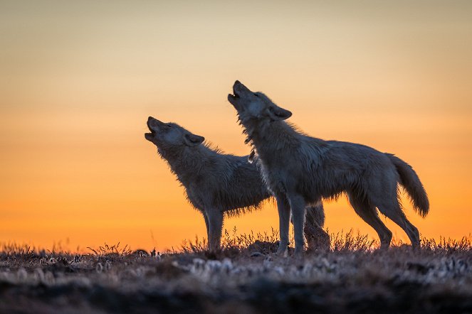 Království vlka arktického - Z filmu