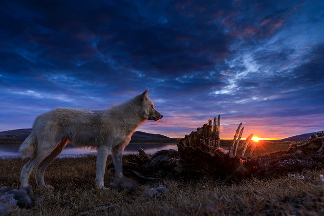 Königreich des Polarwolfs - Filmfotos