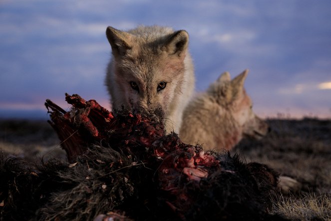 Království vlka arktického - Z filmu