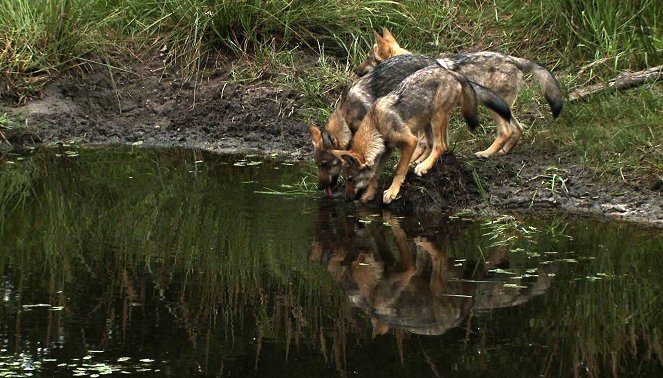 Deutschlands wilde Wölfe - Wie sie wirklich sind - Z filmu