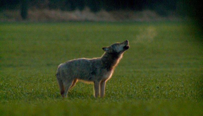 Deutschlands wilde Wölfe - Wie sie wirklich sind - Z filmu