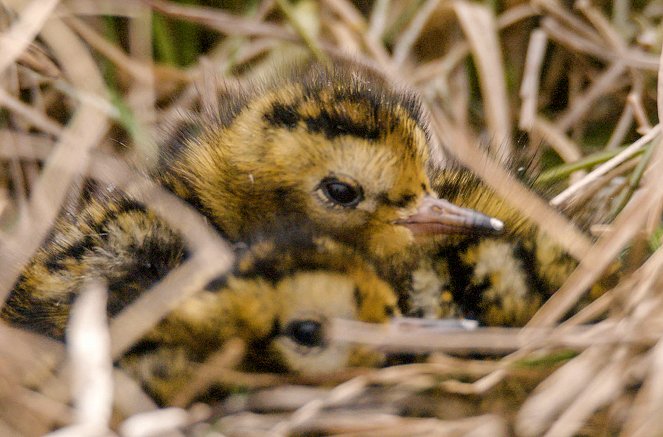 Stay-at-Home Animal Dads - Photos