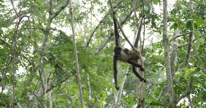 L’école des singes - Retour dans la jungle du Guatémala - Film