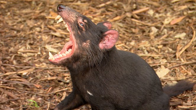 Ausztrália 72 legveszélyesebb állata - Filmfotók