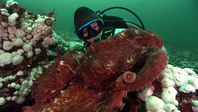 Unternehmen Oktopus - Vorstoß ins Reich der Riesenkraken - Filmfotos