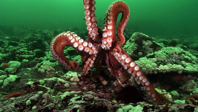 Unternehmen Oktopus - Vorstoß ins Reich der Riesenkraken - Filmfotók