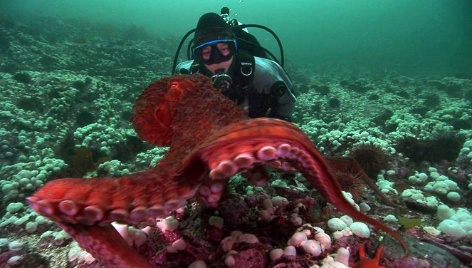 Unternehmen Oktopus - Vorstoß ins Reich der Riesenkraken - Filmfotos