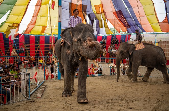Manege frei: Der Lion Circus Bangladesch - Photos