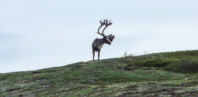 In Quest of Caribous - Photos