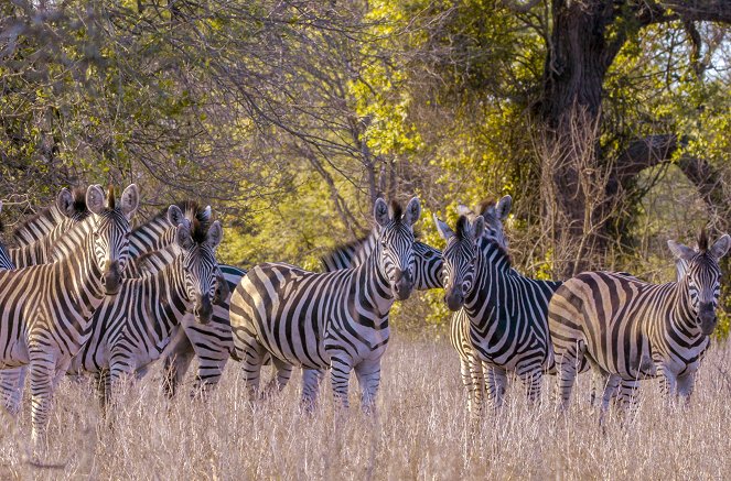 Les Nouveaux Mondes sauvages - Mozambique : Le grand repeuplement de Zinave - Film