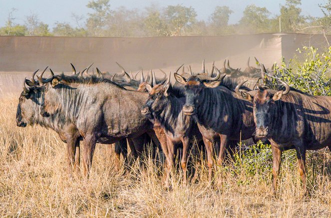 Les Nouveaux Mondes sauvages - Mozambique : Le grand repeuplement de Zinave - De la película