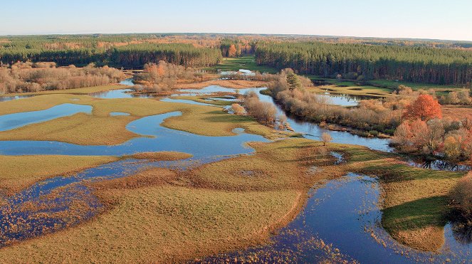 Erlebnis Erde: Die Elche von Matsalu – Estlands wilde Riesen - Filmfotók