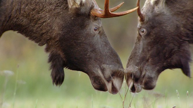 Matsalu Moose - Wild Giants of the Baltics - Photos