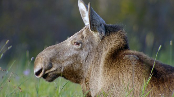 Matsalu Moose - Wild Giants of the Baltics - Photos