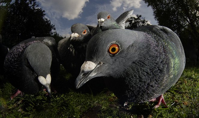 Natural World - Universum: Londons wilde Tiere - Filmfotos