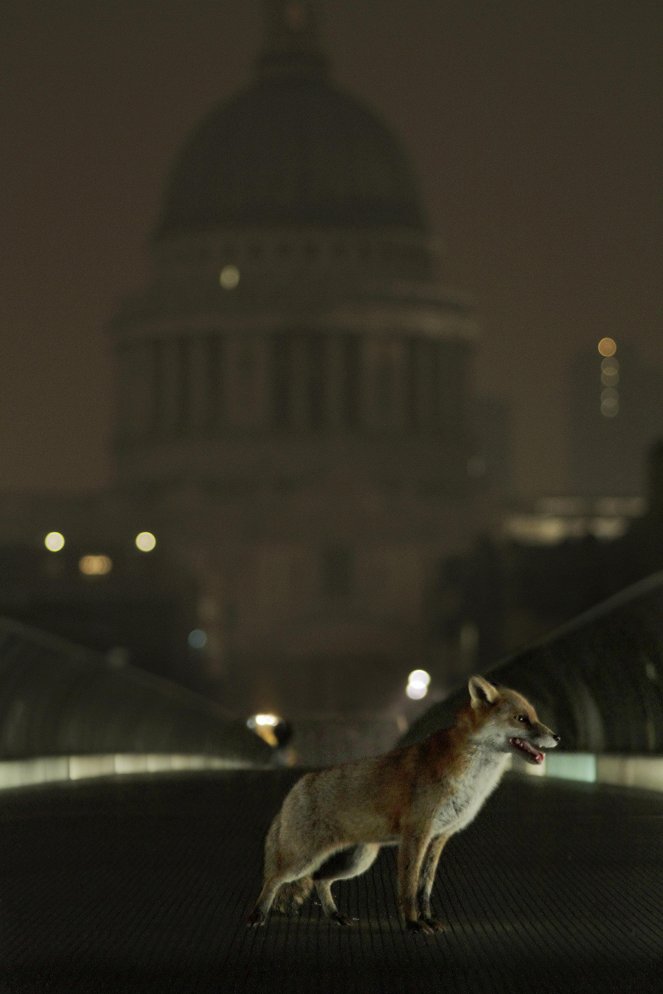 Svět přírody - Unnatural History of London - Z filmu