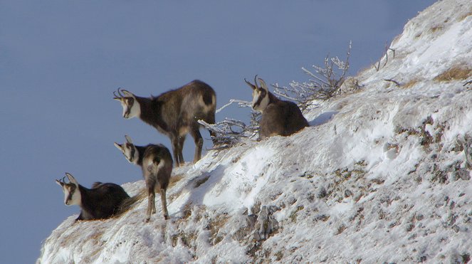 Wild Switzerland - Photos