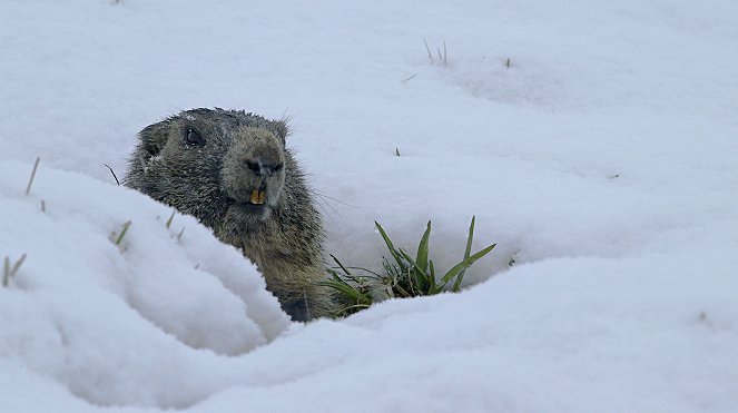 Wild Switzerland - Photos