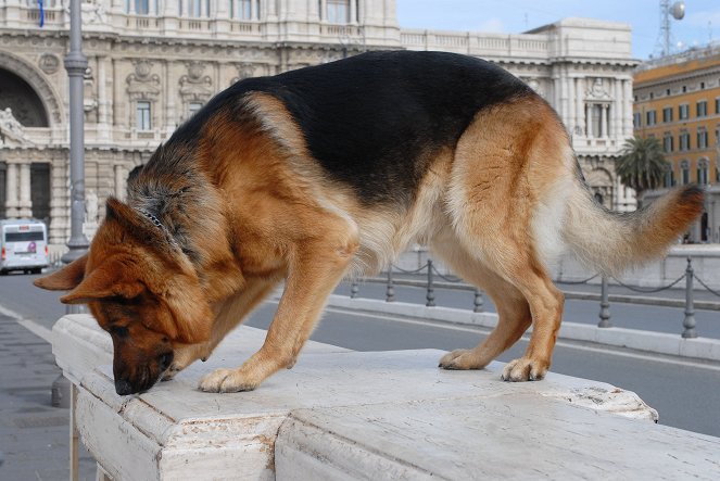 Il commissario Rex - Photos