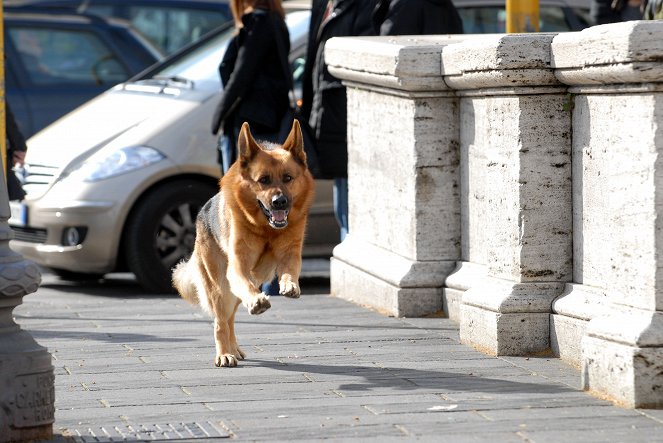 Il commissario Rex - Photos