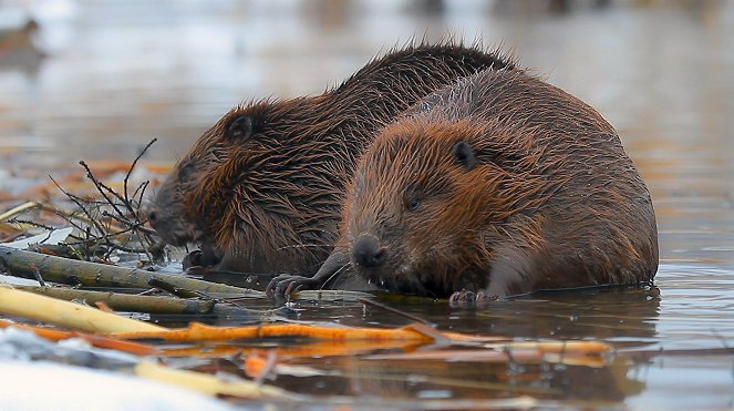 Fertile Floods: Croatia's Wetlands - Photos