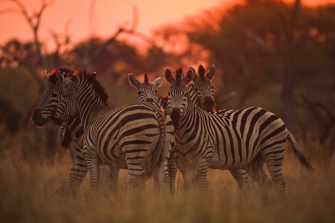 Najgroźniejsze zwierzęta Afryki - Z filmu