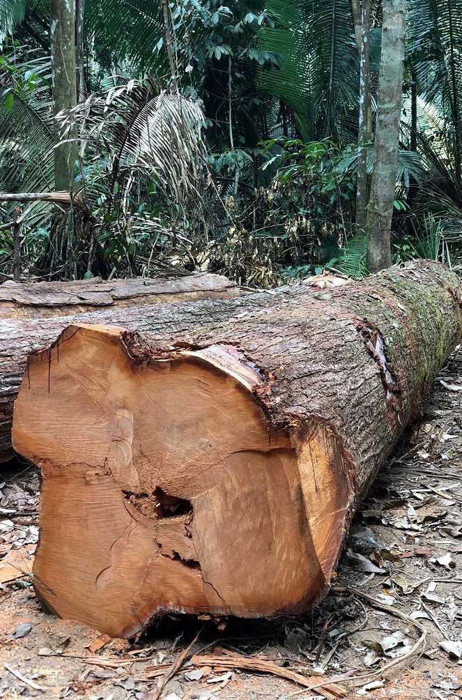 S.O.S. Amazonas: Apokalypse im Regenwald - Filmfotók