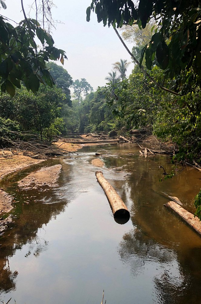 S.O.S. Amazonas: Apokalypse im Regenwald - Van film