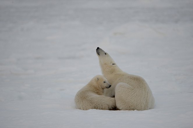 Medvědi na Aljašce - Z filmu
