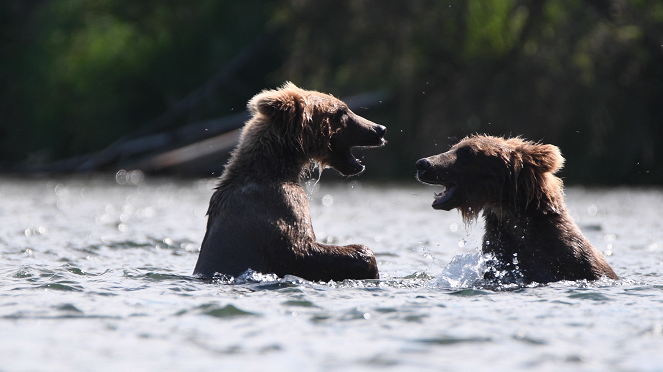 Bears: Ultimate Survivors - Photos