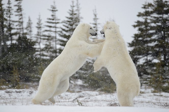 Medvědi na Aljašce - Z filmu