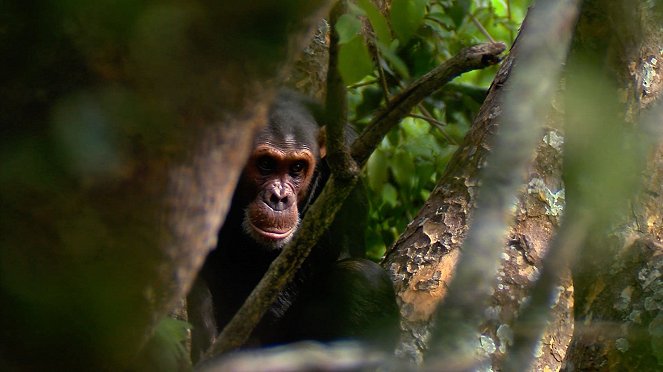 Příběhy zvědavých přírodovědců - Šimpanzí trus aneb O lidoopech a parazitech - Kuvat elokuvasta
