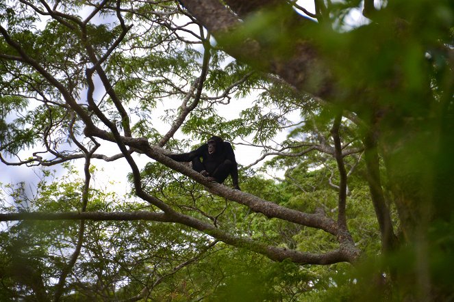 Příběhy zvědavých přírodovědců - Šimpanzí trus aneb O lidoopech a parazitech - Film