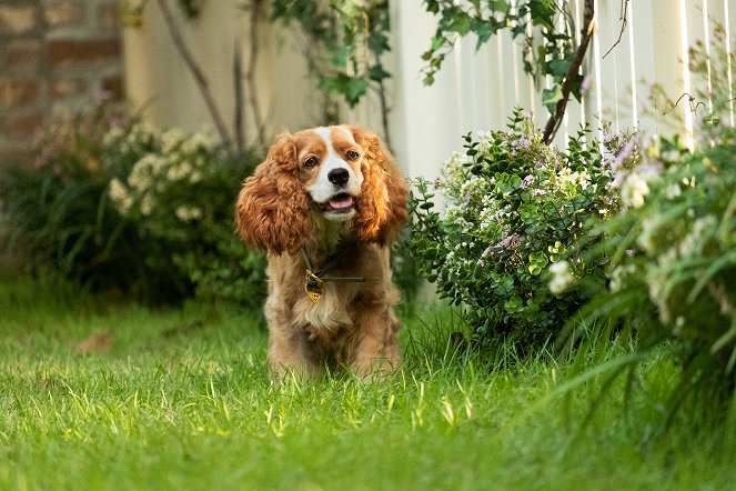 Susi und Strolch - Filmfotos - Hund Rose