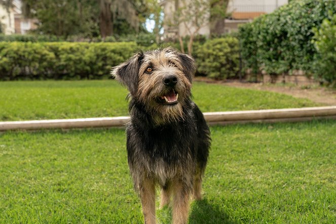 Susi und Strolch - Filmfotos - Hund Monte