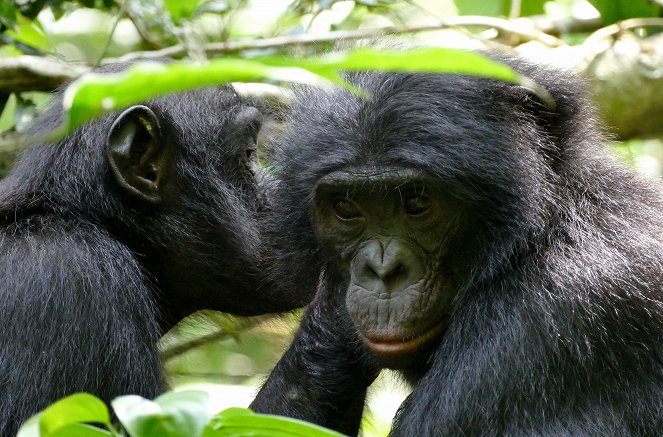 Das verborgene Leben der Bonobos - Photos