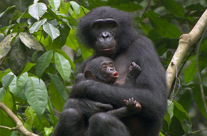 Das verborgene Leben der Bonobos - Photos