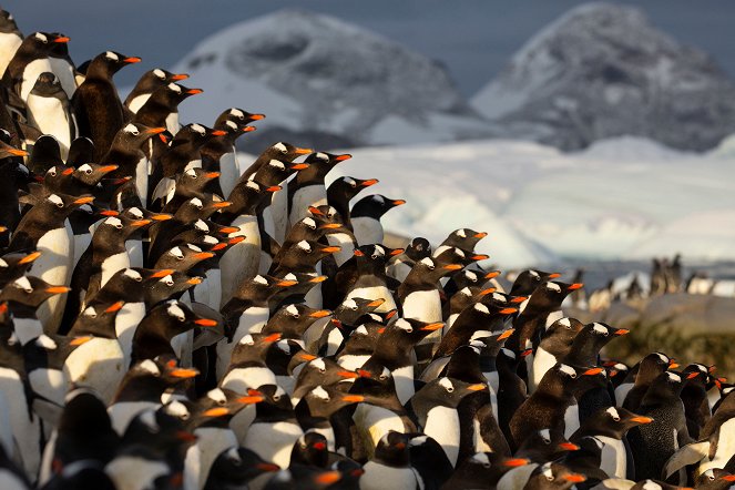 Seven Worlds, One Planet - Antarctica - Van film