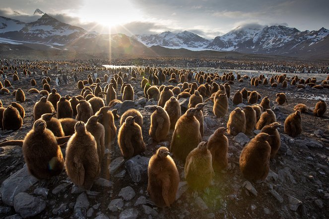 Sieben Kontinente – Ein Planet - Antarktis - Filmfotos