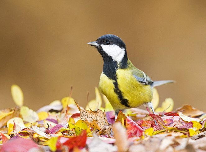 Gefiederte Nachbarn - die bunte Welt der Gartenvögel - Filmfotos