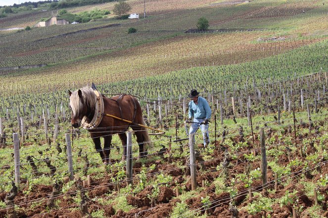 L'Âme du vin - De la película