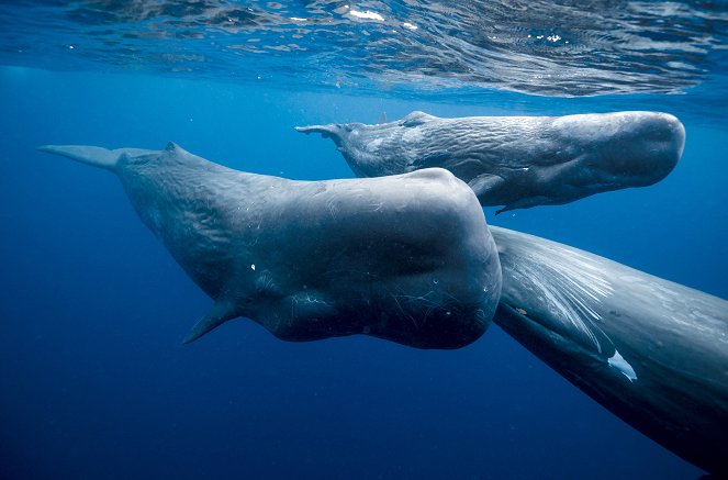 Sperm Whales – The Deep Divers of the Animal Kingdom - Photos