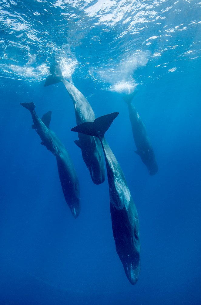 Sperm Whales – The Deep Divers of the Animal Kingdom - Photos