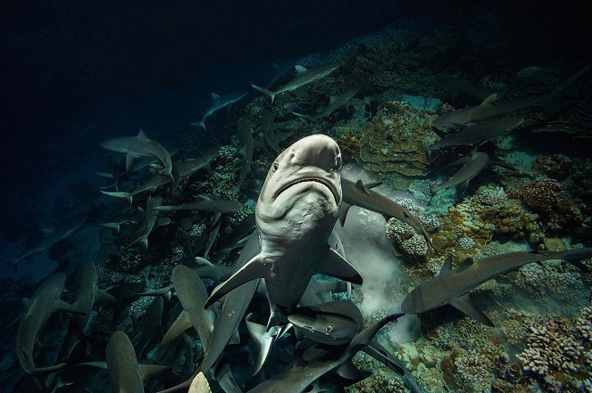 700 requins dans la nuit - Film