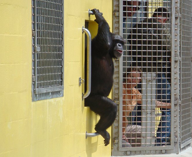American Chimpanzee - Kuvat elokuvasta