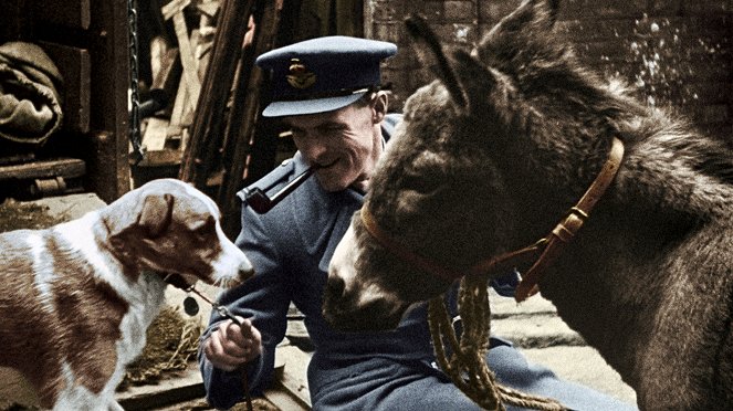 Eläimet sodassa - Kuvat elokuvasta