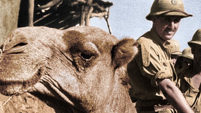 Animals at War, Wild Heroes of World war II - Photos