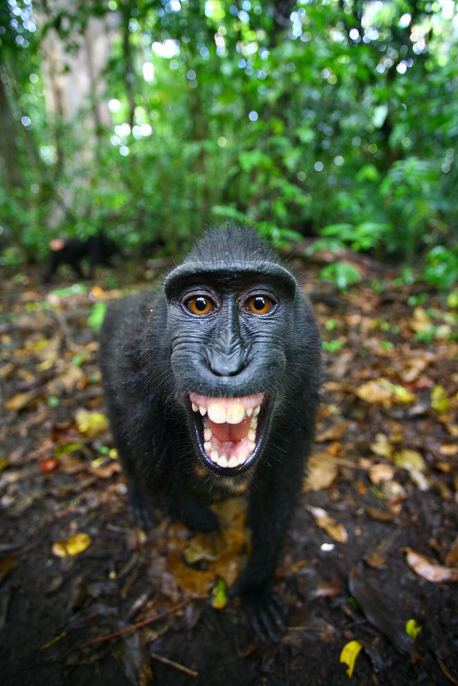 The Natural World - Natural World: Meet the Monkeys - Z filmu