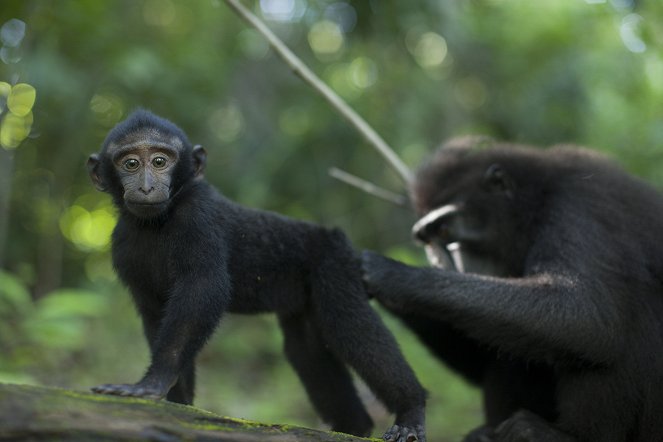 Natural World - Season 32 - Natural World: Meet the Monkeys - Filmfotos